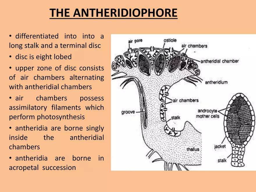 Marchantia - Study Presentation - Page 20