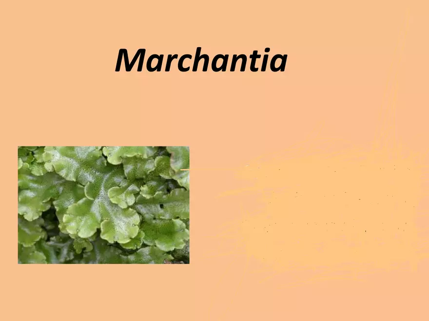 Marchantia - Study Presentation - Page 1