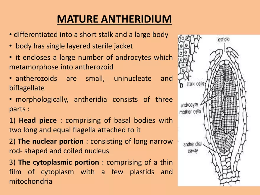 Marchantia - Study Presentation - Page 3