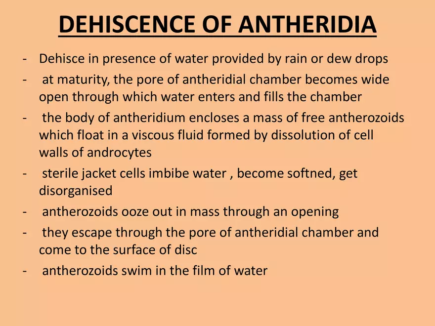 Marchantia - Study Presentation - Page 4