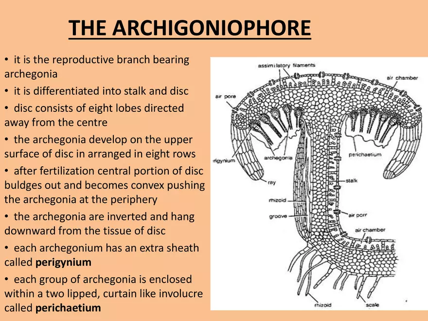 Marchantia - Study Presentation - Page 5