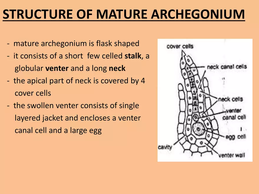 Marchantia - Study Presentation - Page 6