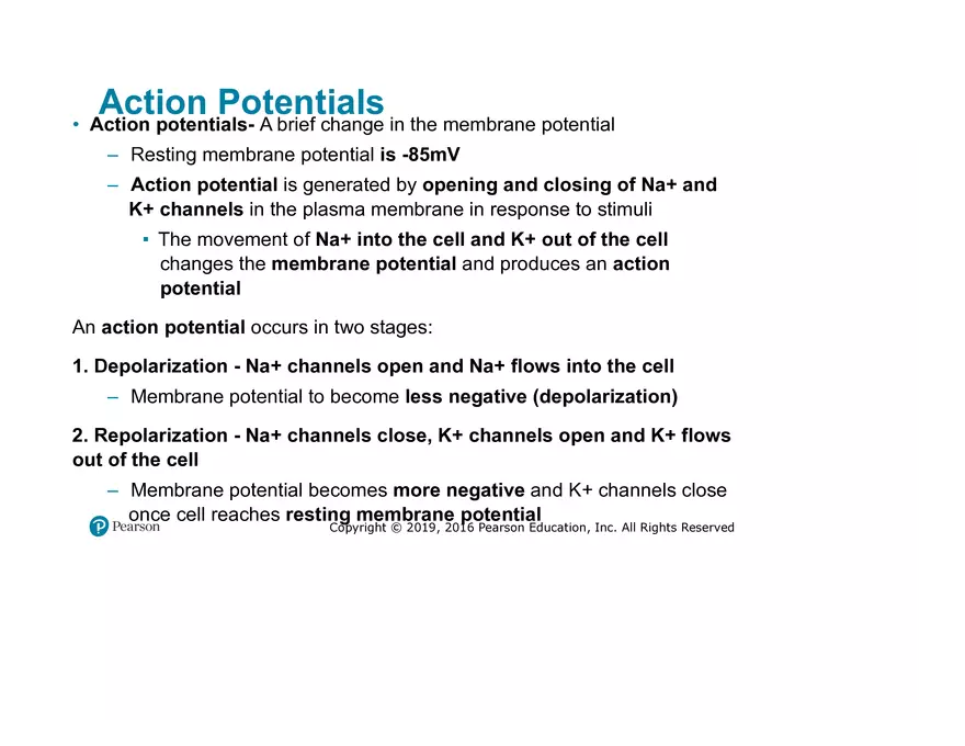 Lab 9: Muscle Physiology and Introduction to the Muscular System - Page 10