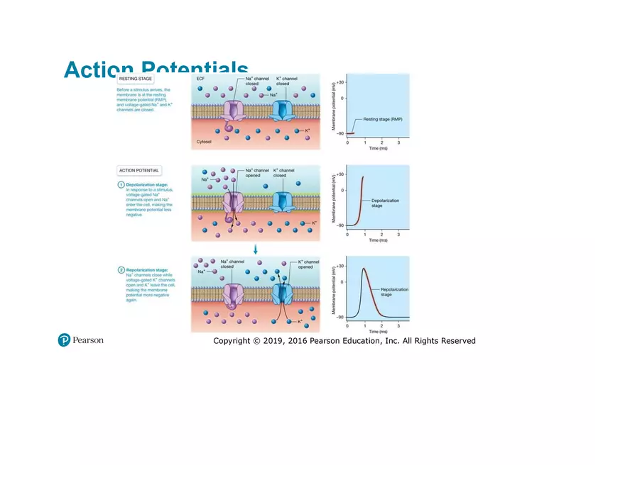 Lab 9: Muscle Physiology and Introduction to the Muscular System - Page 11