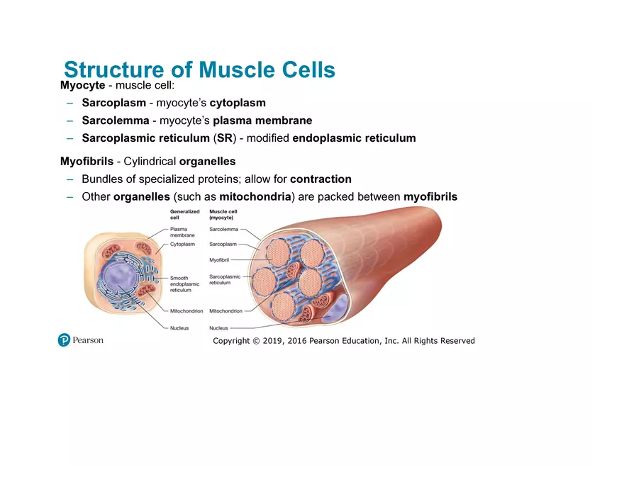 Lab 9: Muscle Physiology and Introduction to the Muscular System - Page 13