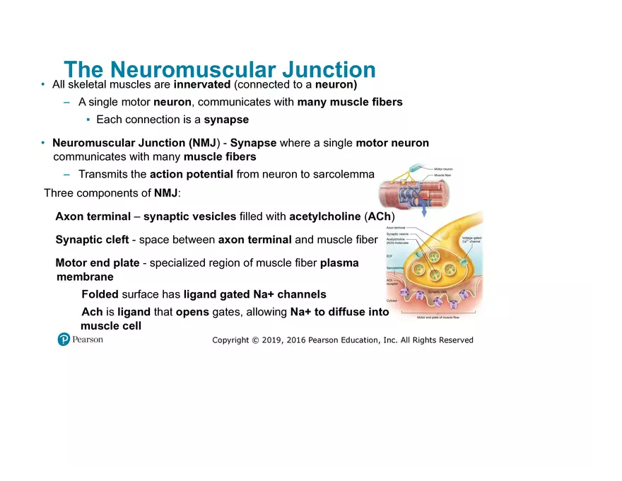 Lab 9: Muscle Physiology and Introduction to the Muscular System - Page 14