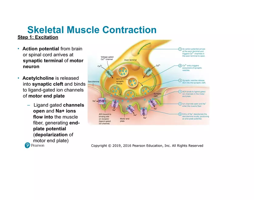 Lab 9: Muscle Physiology and Introduction to the Muscular System - Page 15