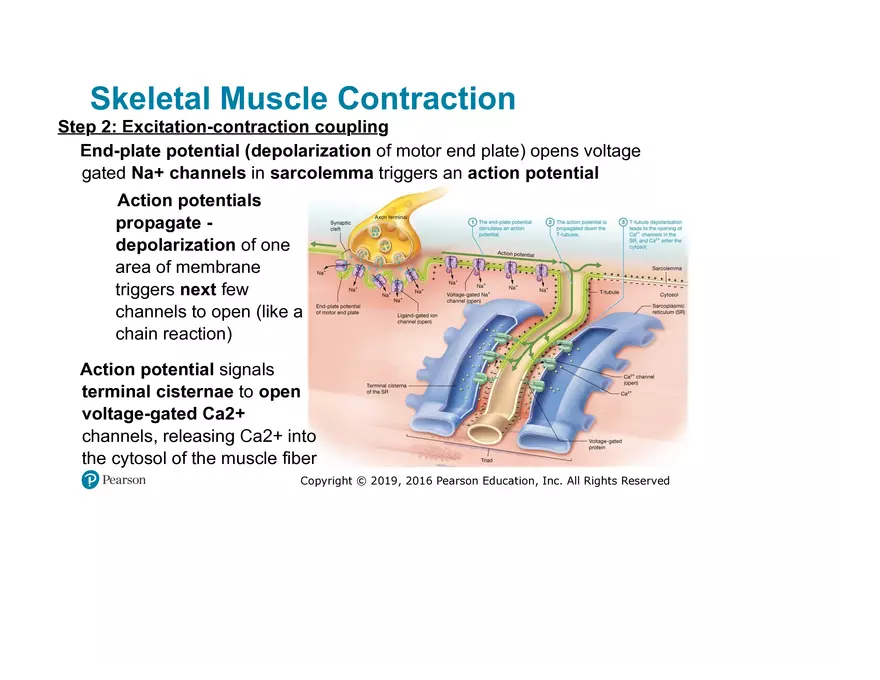 Lab 9: Muscle Physiology and Introduction to the Muscular System - Page 16