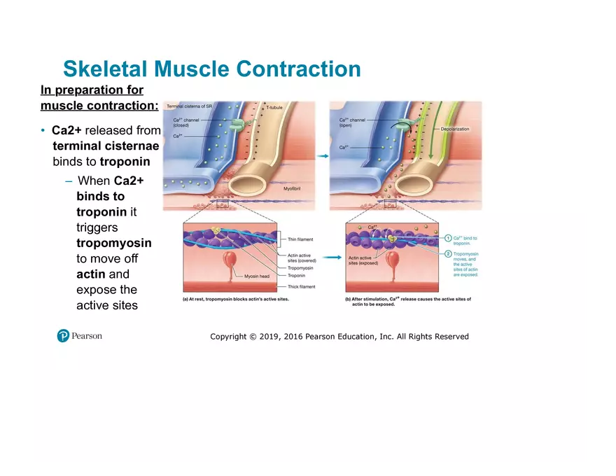 Lab 9: Muscle Physiology and Introduction to the Muscular System - Page 17