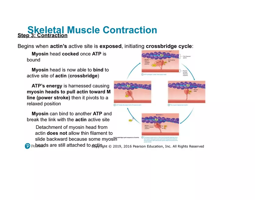 Lab 9: Muscle Physiology and Introduction to the Muscular System - Page 18