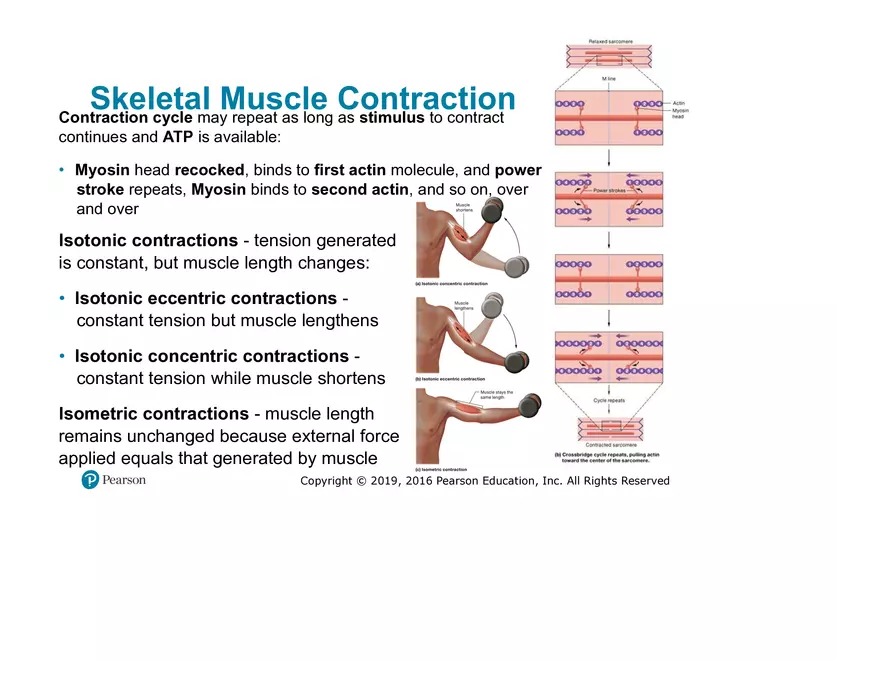 Lab 9: Muscle Physiology and Introduction to the Muscular System - Page 19