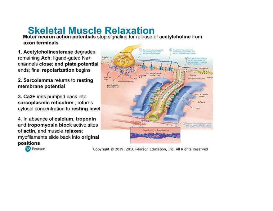 Lab 9: Muscle Physiology and Introduction to the Muscular System - Page 20
