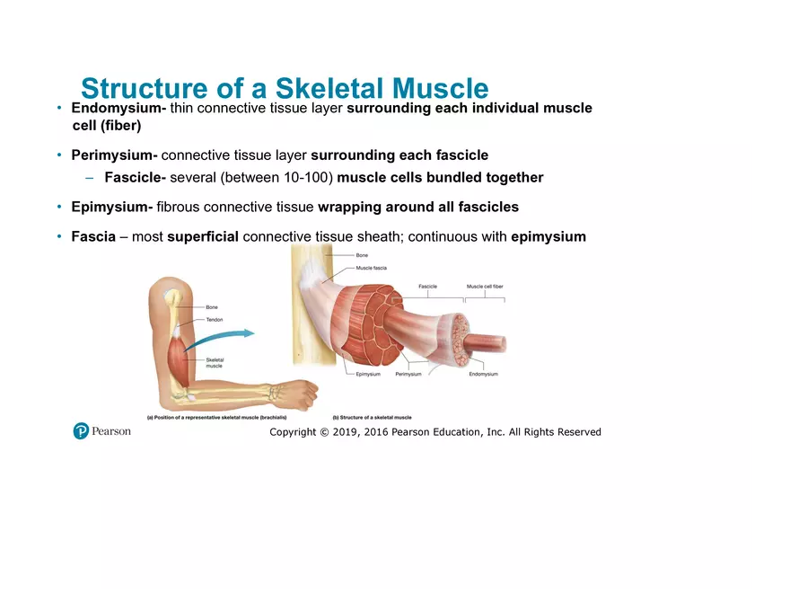 Lab 9: Muscle Physiology and Introduction to the Muscular System - Page 22