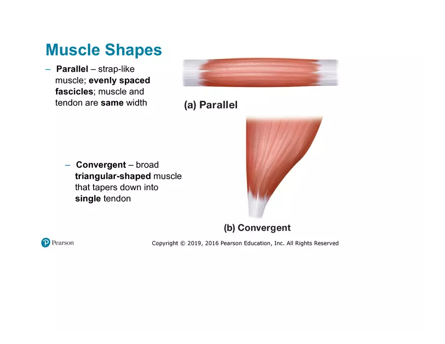 Lab 9: Muscle Physiology and Introduction to the Muscular System - Page 23