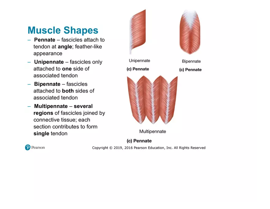 Lab 9: Muscle Physiology and Introduction to the Muscular System - Page 25
