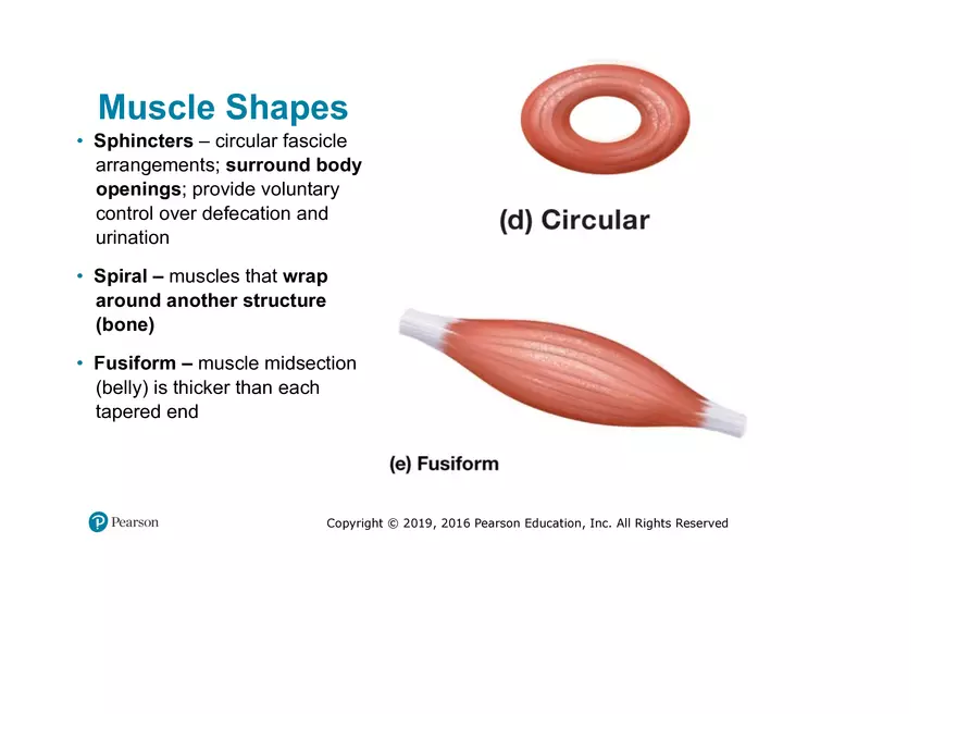 Lab 9: Muscle Physiology and Introduction to the Muscular System - Page 26