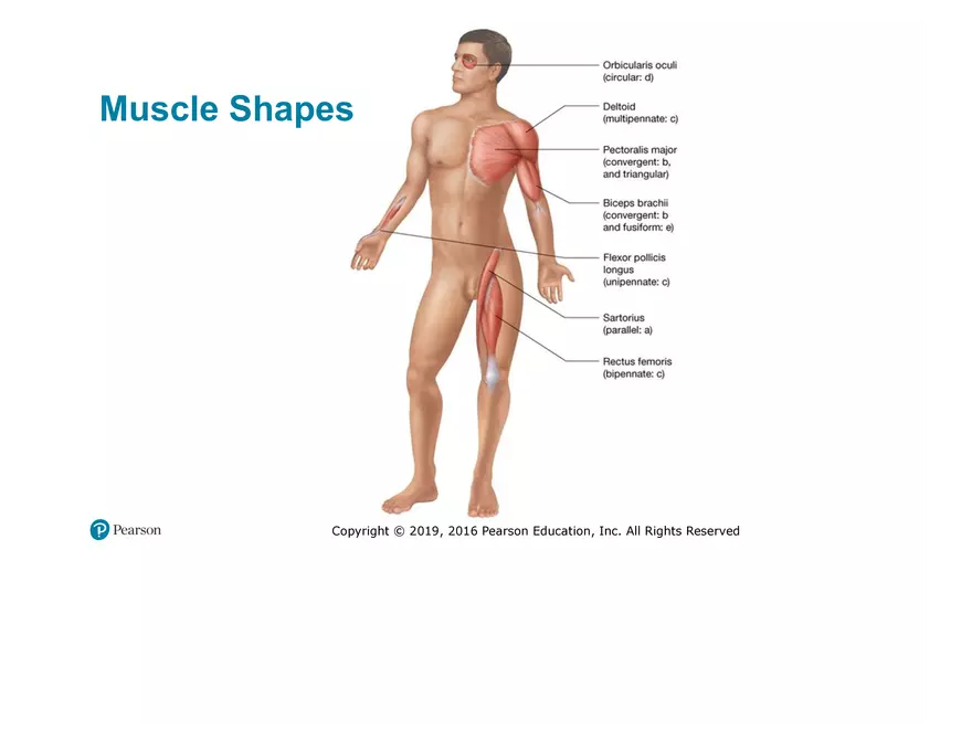Lab 9: Muscle Physiology and Introduction to the Muscular System - Page 27