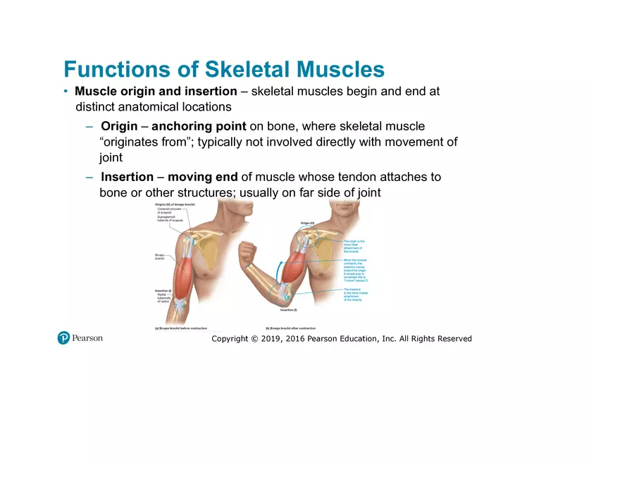 Lab 9: Muscle Physiology and Introduction to the Muscular System - Page 28