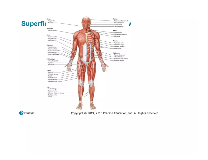 Lab 9: Muscle Physiology and Introduction to the Muscular System - Page 29
