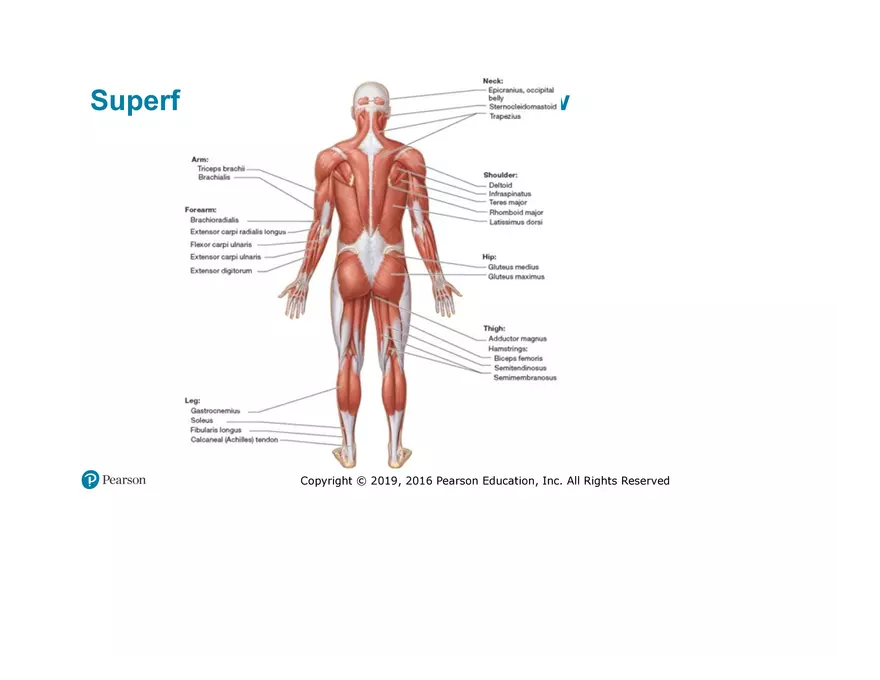 Lab 9: Muscle Physiology and Introduction to the Muscular System - Page 30