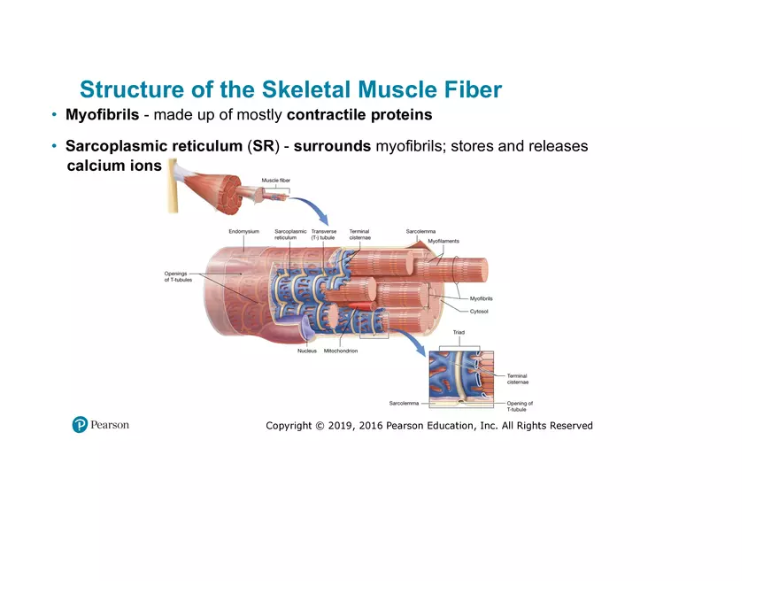 Lab 9: Muscle Physiology and Introduction to the Muscular System - Page 33