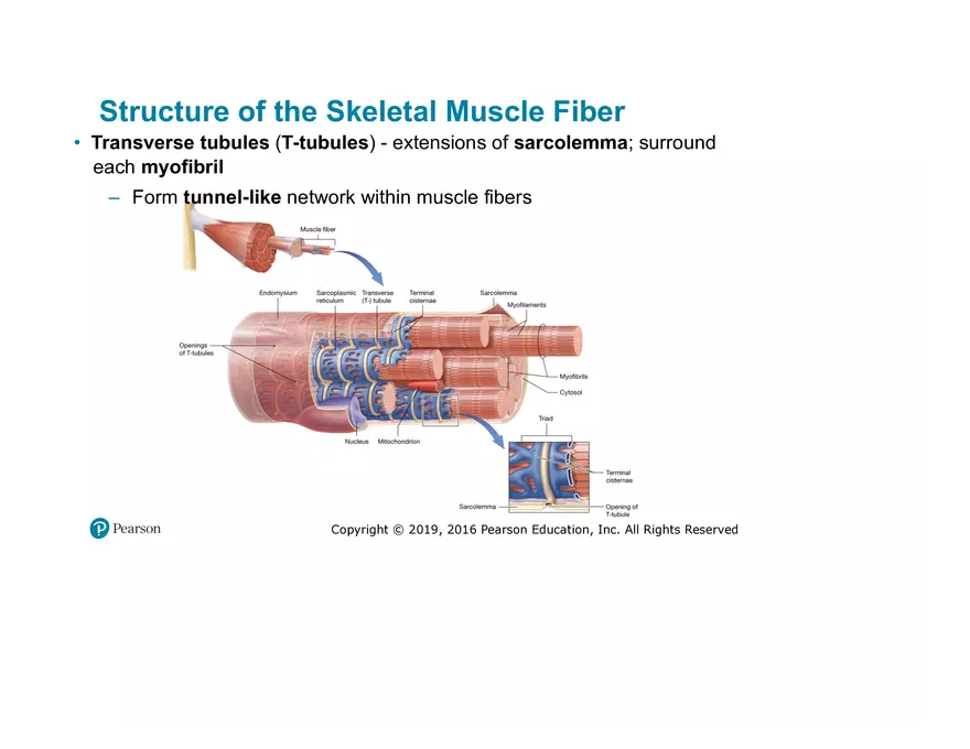 Lab 9: Muscle Physiology and Introduction to the Muscular System - Page 34