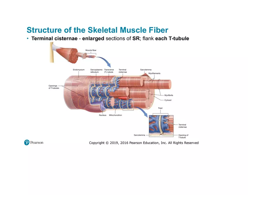 Lab 9: Muscle Physiology and Introduction to the Muscular System - Page 35