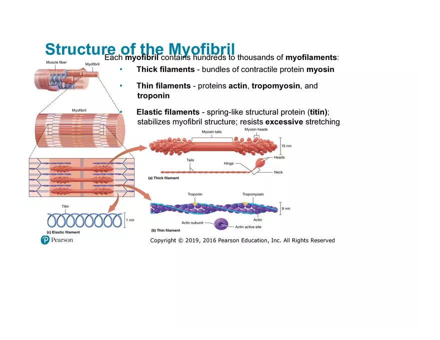 Lab 9: Muscle Physiology and Introduction to the Muscular System - Page 36