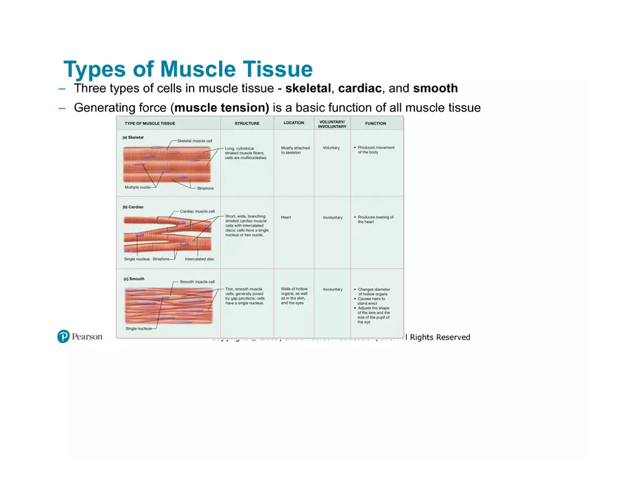 Lab 9: Muscle Physiology and Introduction to the Muscular System - Page 2