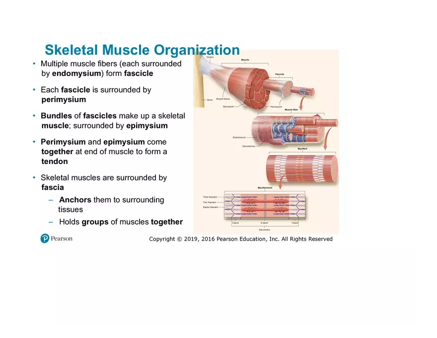 Lab 9: Muscle Physiology and Introduction to the Muscular System - Page 5