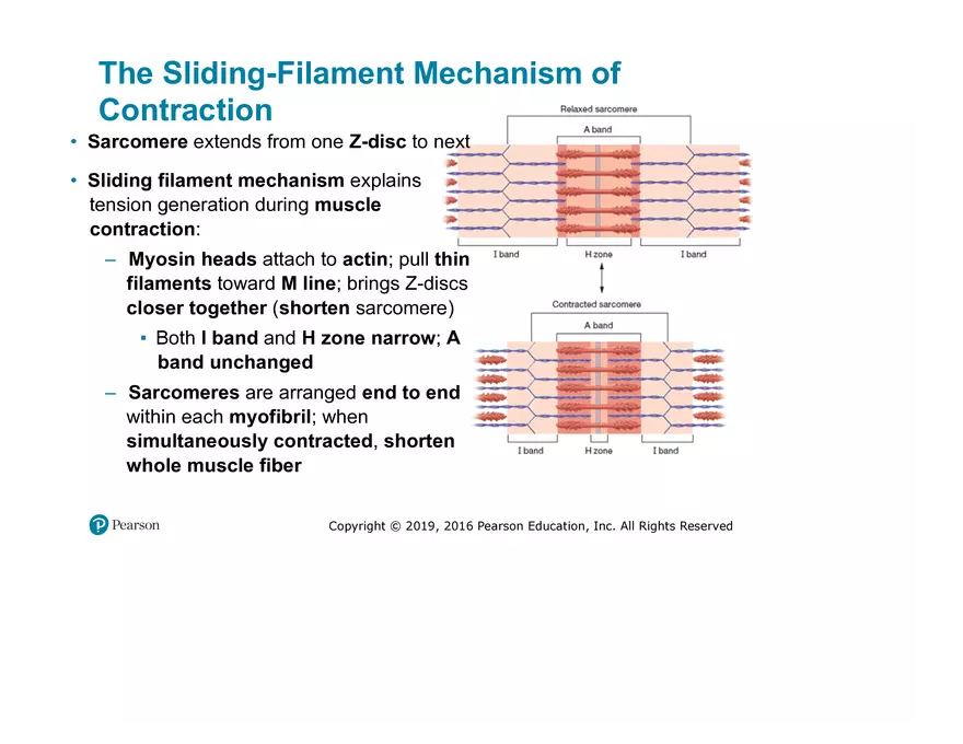 Lab 9: Muscle Physiology and Introduction to the Muscular System - Page 6