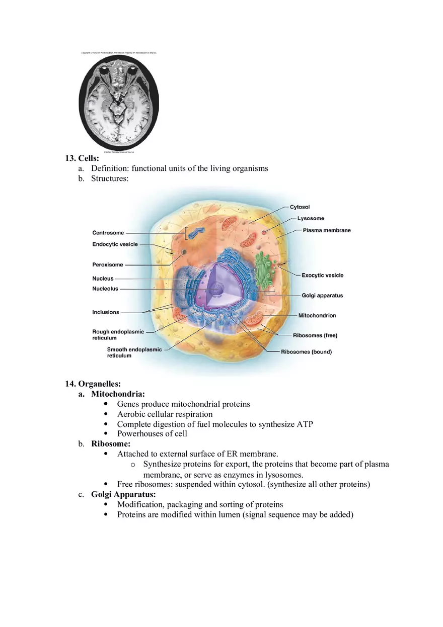 A&P 1 Exam 1 Study Guide - Page 4