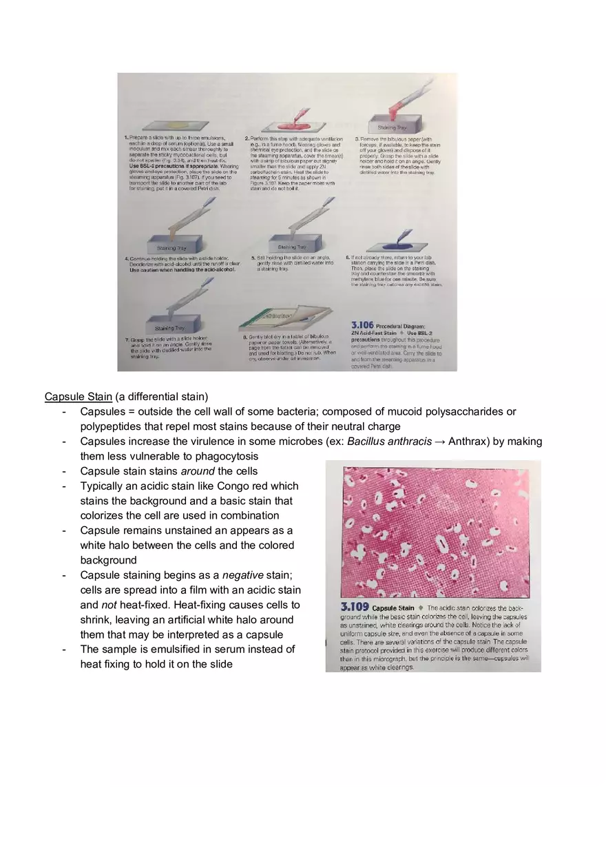 Microbiology Laboratory Exam - Page 11