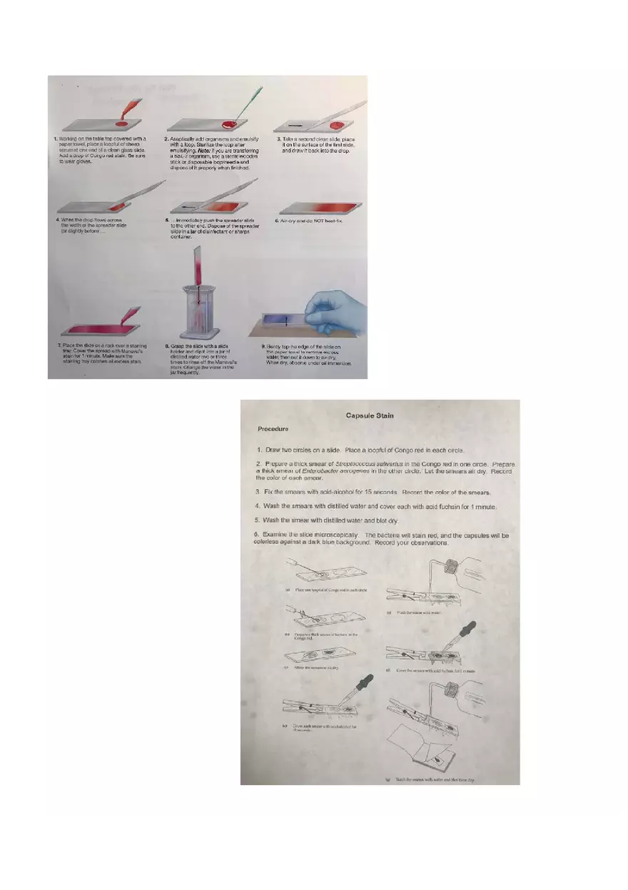 Microbiology Laboratory Exam - Page 12