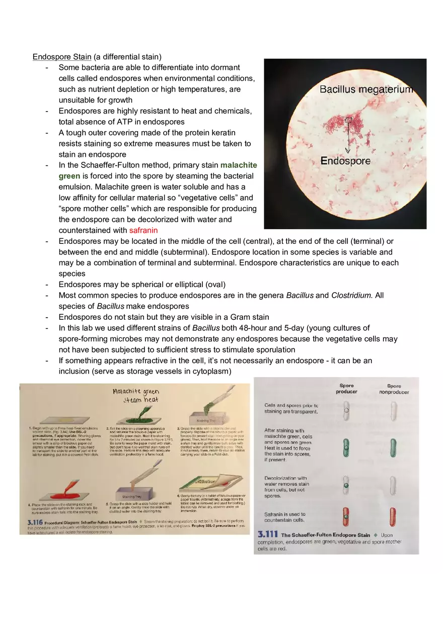 Microbiology Laboratory Exam - Page 13