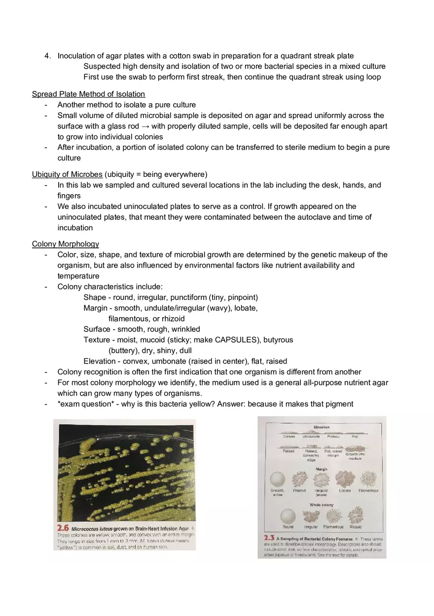 Microbiology Laboratory Exam - Page 4