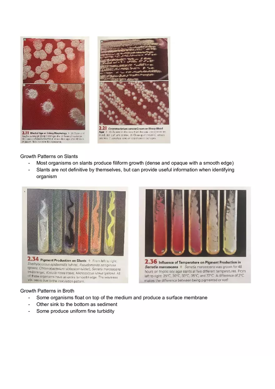 Microbiology Laboratory Exam - Page 5