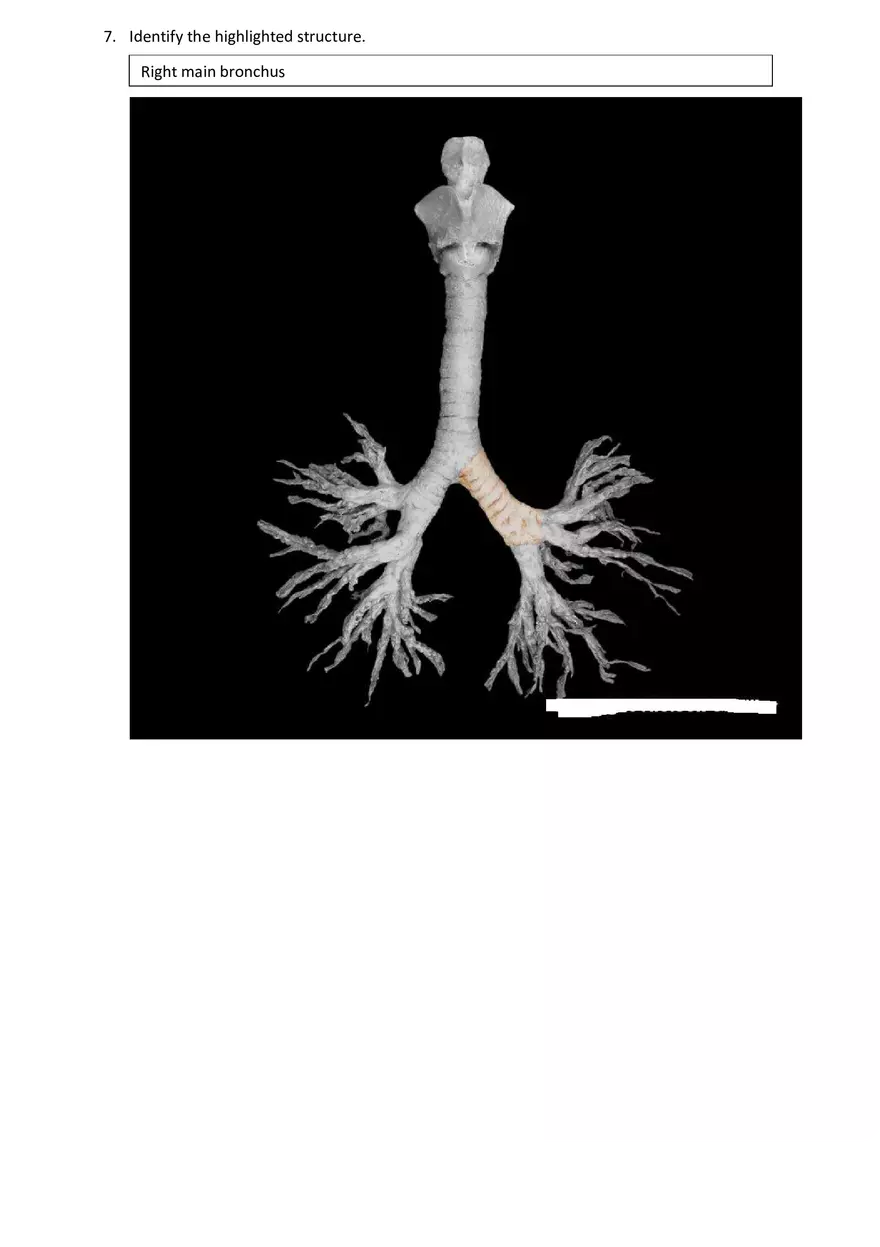 Real Anatomy Worksheet Answer Key Respiratory System - Page 14