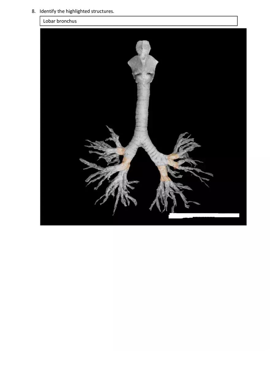 Real Anatomy Worksheet Answer Key Respiratory System - Page 15