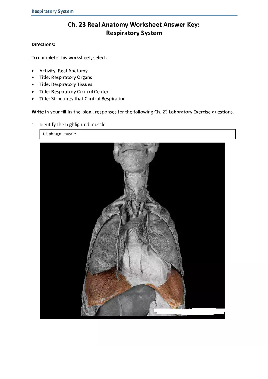 Real Anatomy Worksheet Answer Key Respiratory System - Page 1