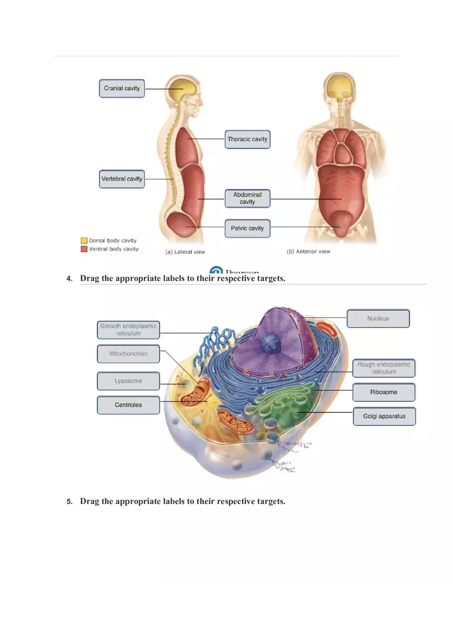 Cells and Tissues Mastering A&P Assignment Answers - Page 2