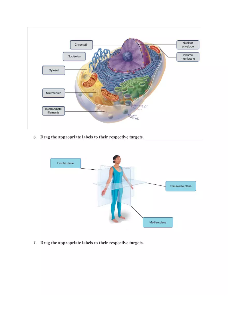 Cells and Tissues Mastering A&P Assignment Answers - Page 3