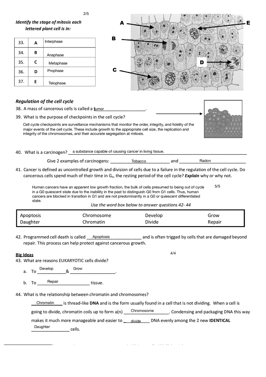 Cell Cycle, Mitosis and Cancer Review - Page 3