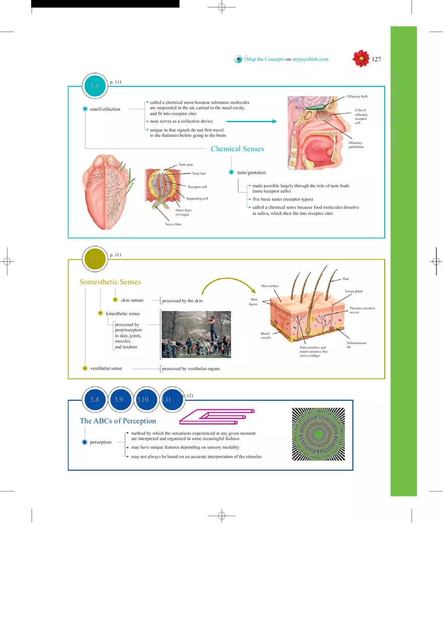 Sensation and Perception Lecture Note - Page 34