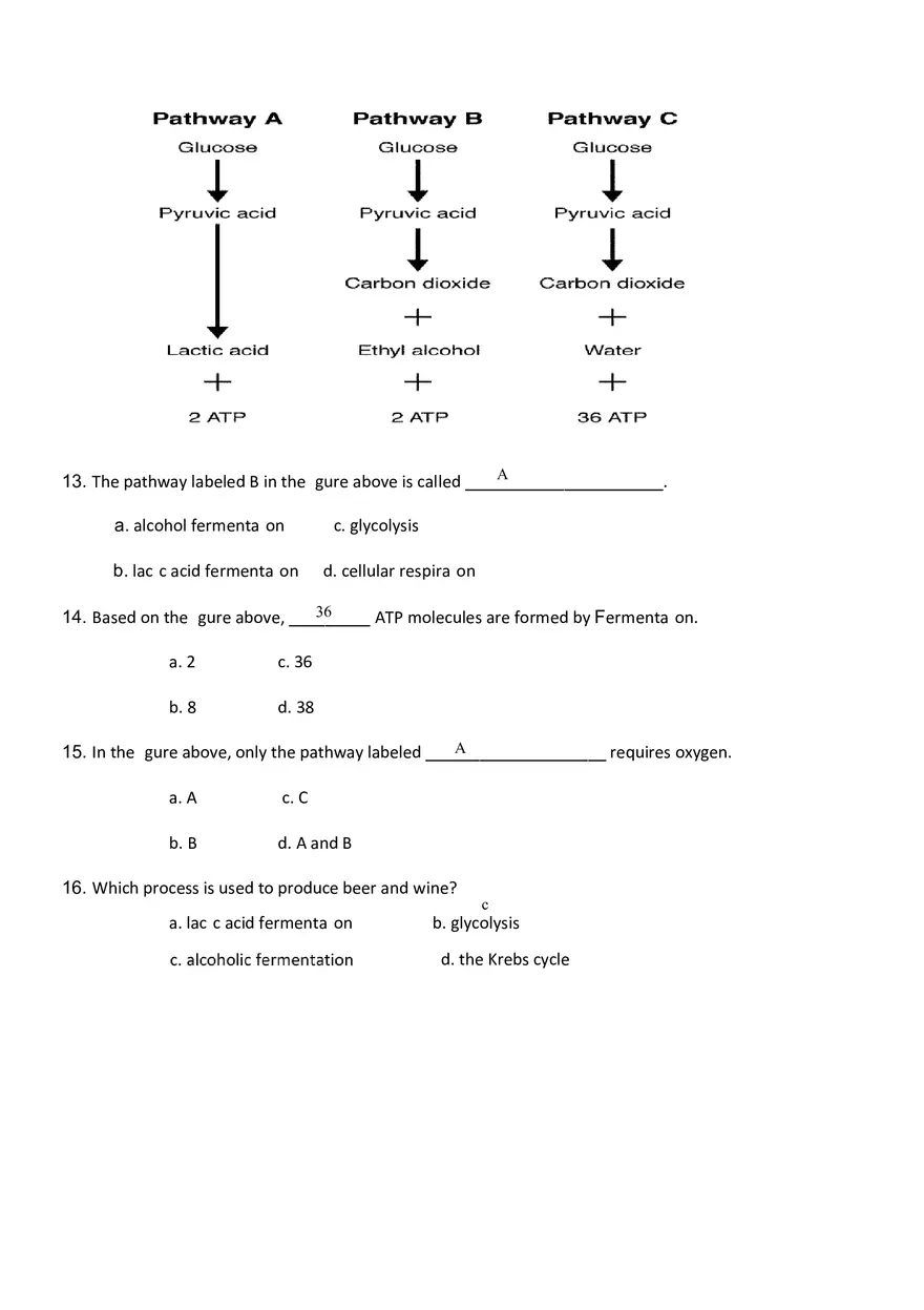 Fermentation Worksheet - Page 2