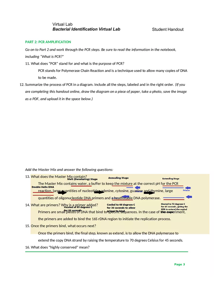 Bacterial Identification Virtual Lab - Page 3
