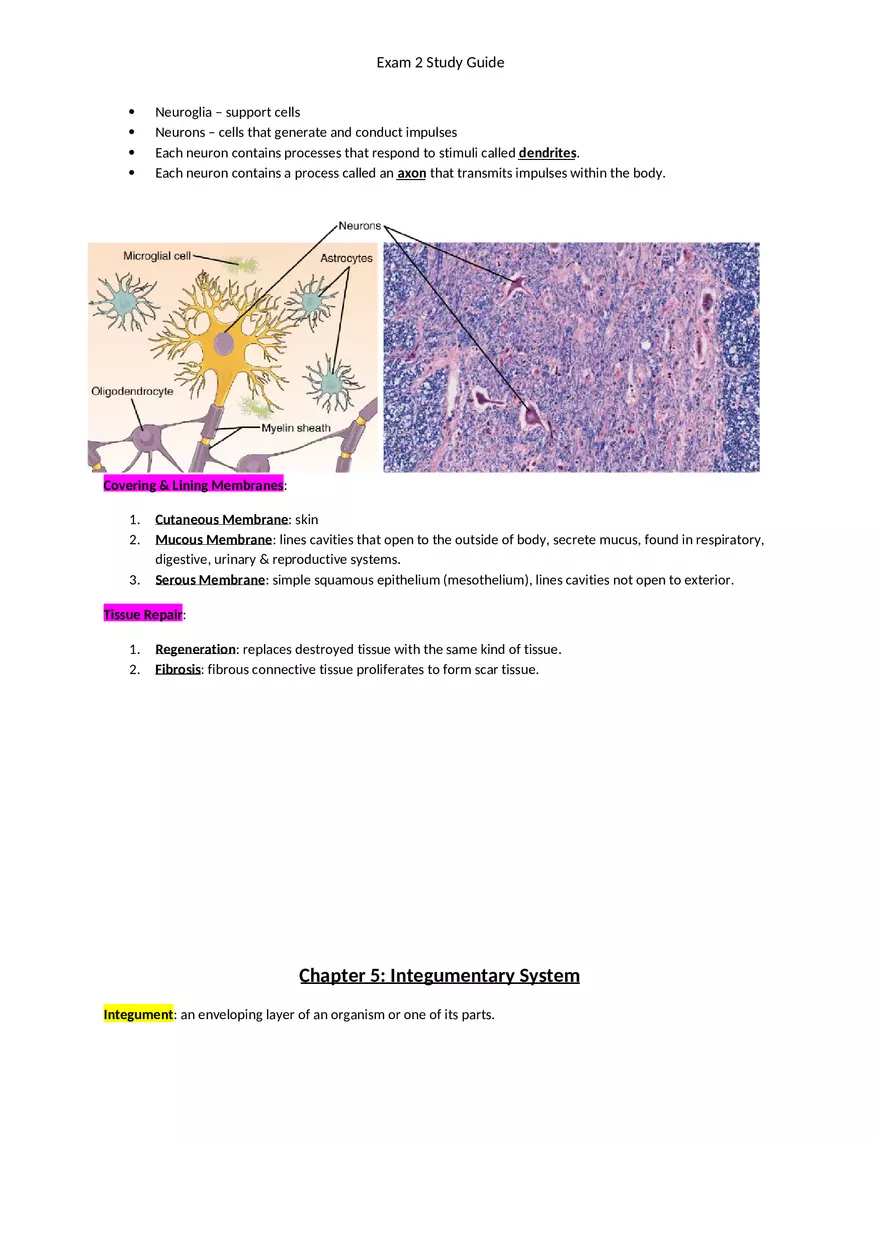 Exam 2 Study Guide Chapter 4 Tissues - Page 8