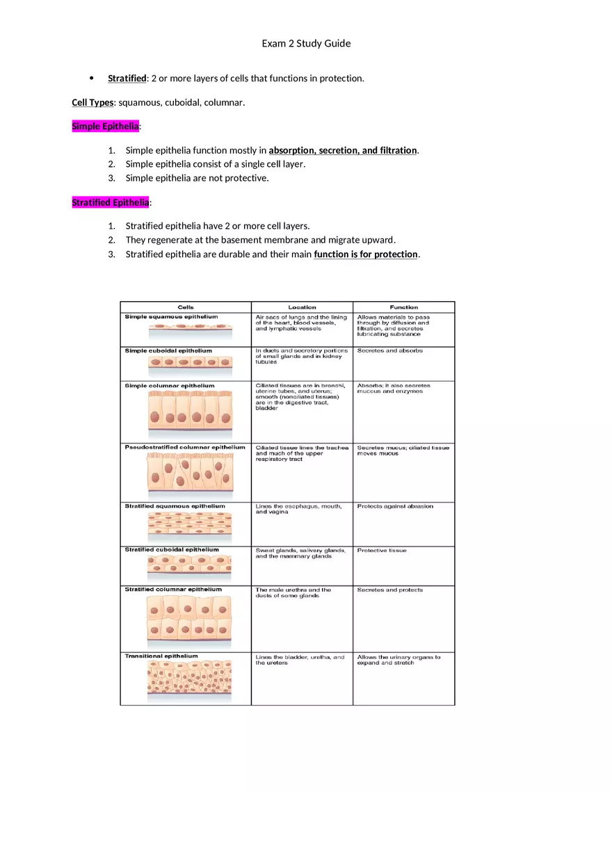 Exam 2 Study Guide Chapter 4 Tissues - Page 2