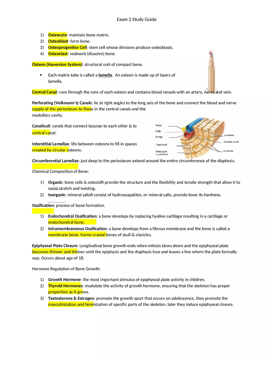Exam 2 Study Guide Chapter 4 Tissues - Page 3