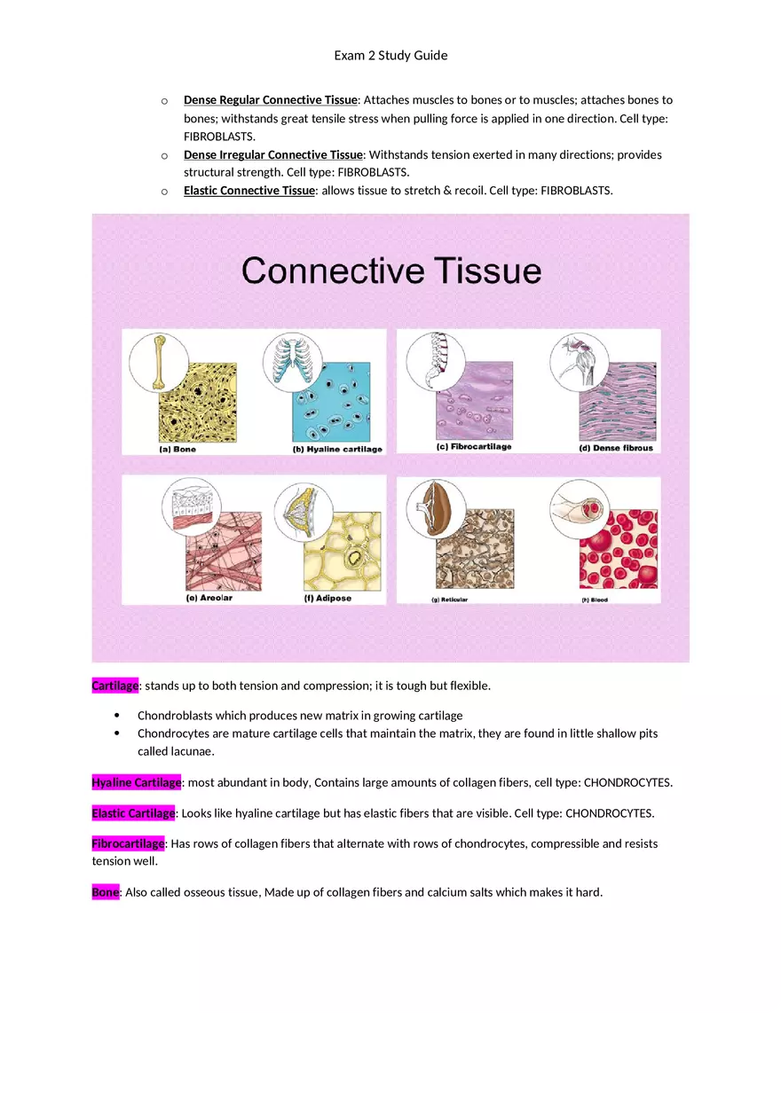 Exam 2 Study Guide Chapter 4 Tissues - Page 6